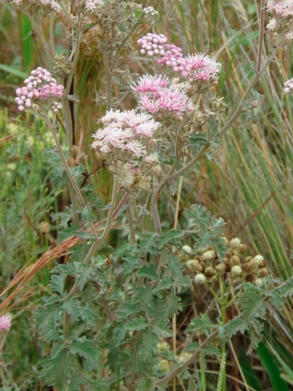 Producto - GYPTIS ARTEMISIIFOLIA - 4