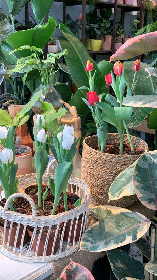 Producto - Tulipan