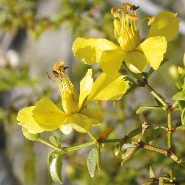 Producto - Larrea divaricata 3 L