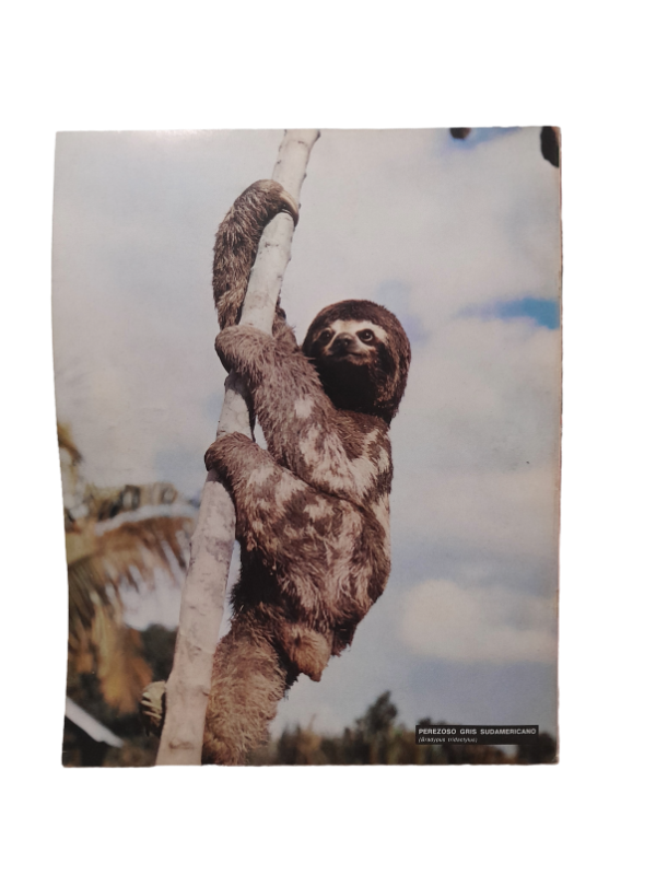 Miniatura de producto - 7