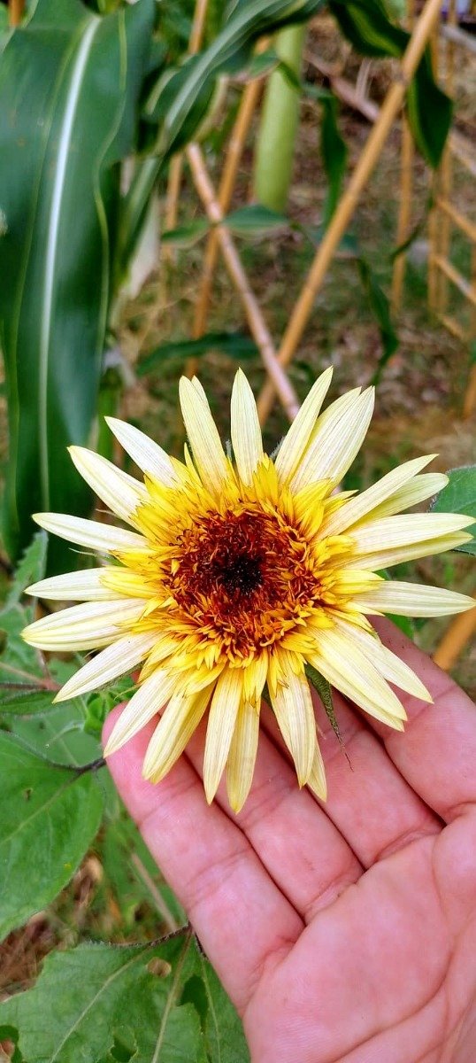 Producto - Semillas de girasol Astra Rose