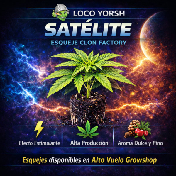 Producto - Esqueje Loco Yorsh - Satelite