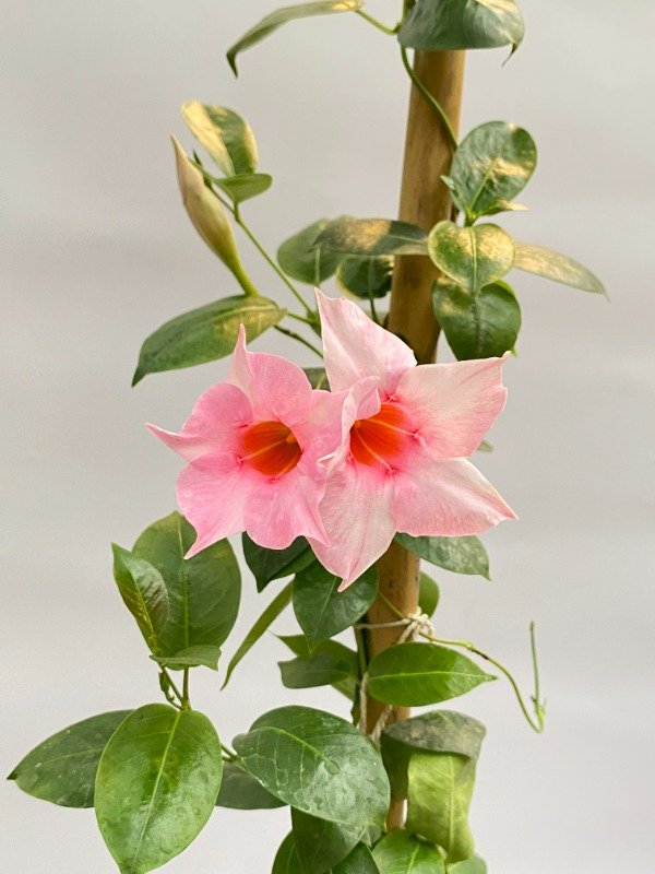 Producto - Diplademia con tutor en maceta de 3 LT