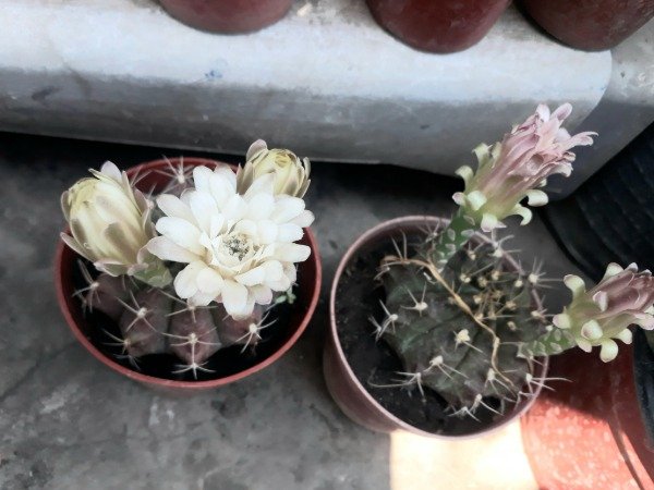 Producto - Gymnocalycium mihanovichii - 2