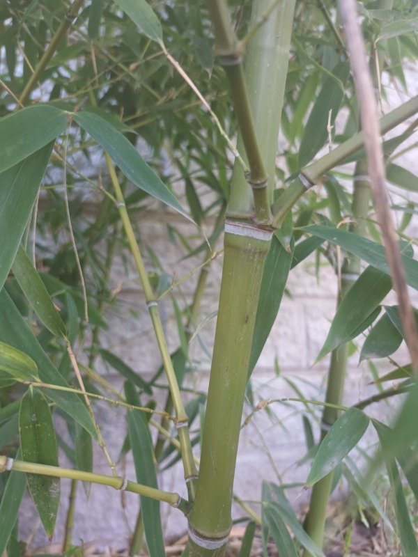 Producto - Caña Bambú Amarilla - 3