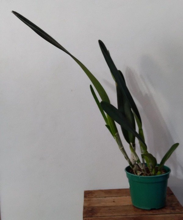 Producto - Laelia Purpurata Vinicolor - 4