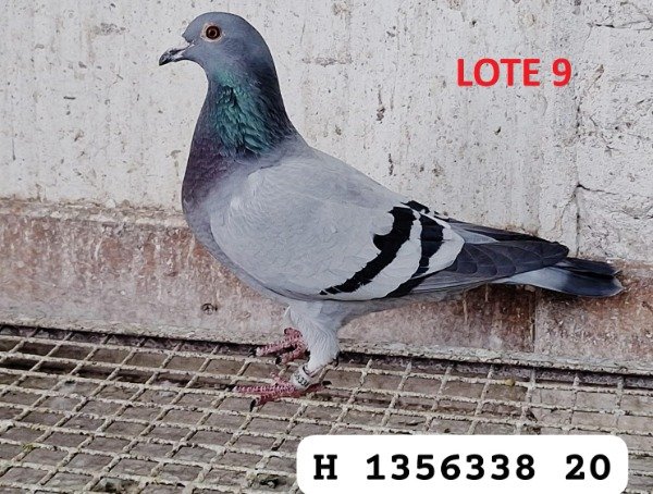 Producto - LOTE 9
