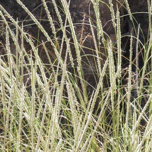Producto - 30 Semillas Muhlenbergia rigens