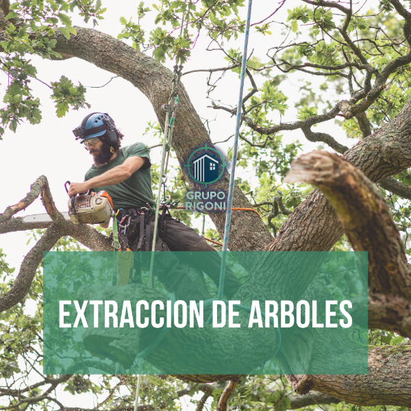 Producto - EXTRACCION DE ARBOLES-6m en adelante