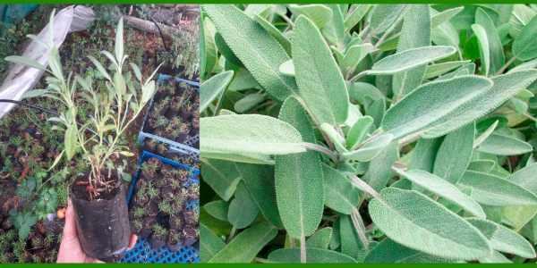 Producto - Plantin de aromatica agroecologica Lavanda, Romero, Salvia, Tomillo, Oregano