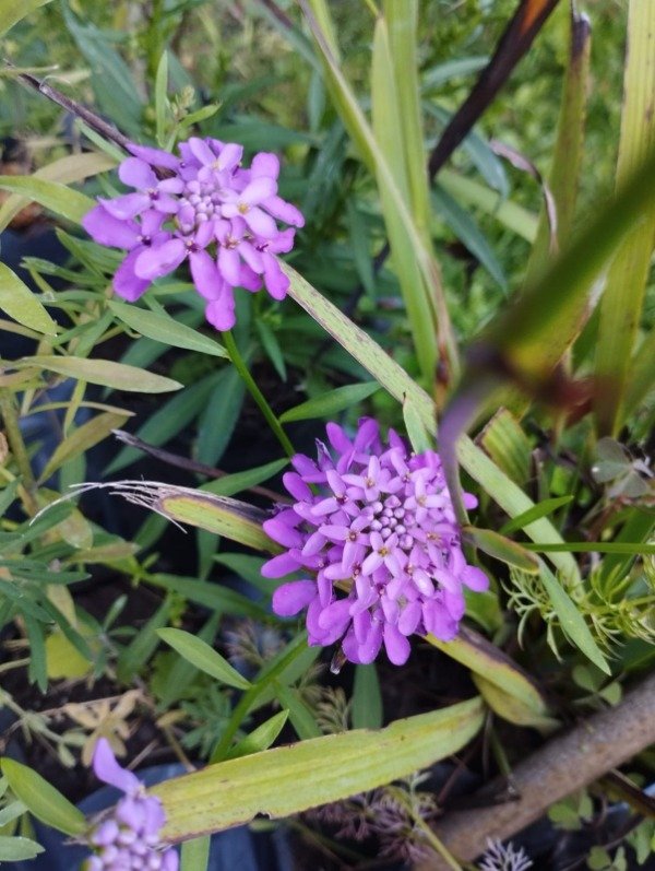Producto - Iberis umbellata