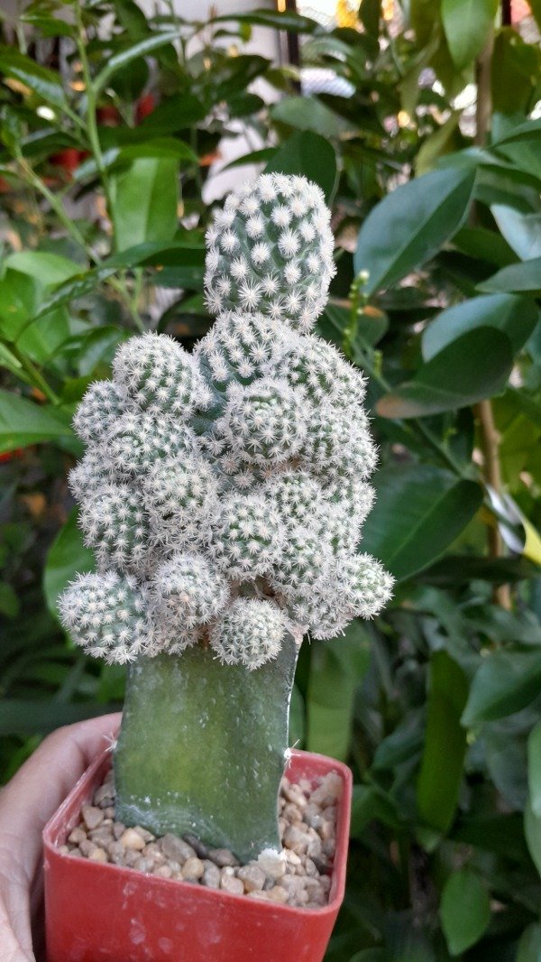 Producto - Escobaria Sneedi (injertado) - 1