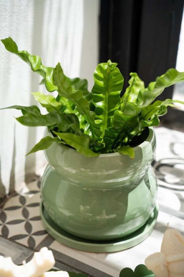 Producto - Helecho Crispy