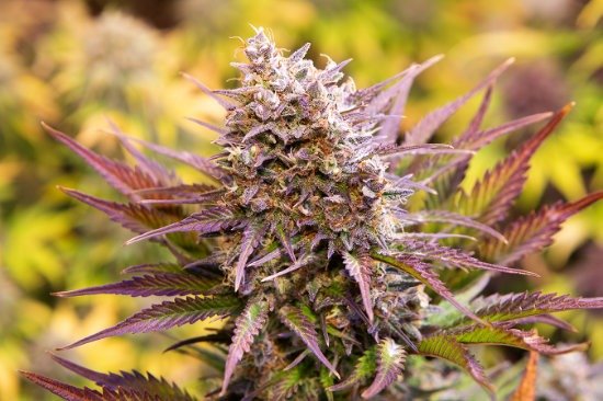 Producto - MAGNUM COOKIES AUTO