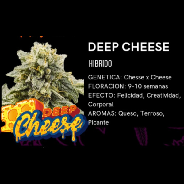 Producto - SEMILLAS PSYCHEDELIC DEEP CHEESE