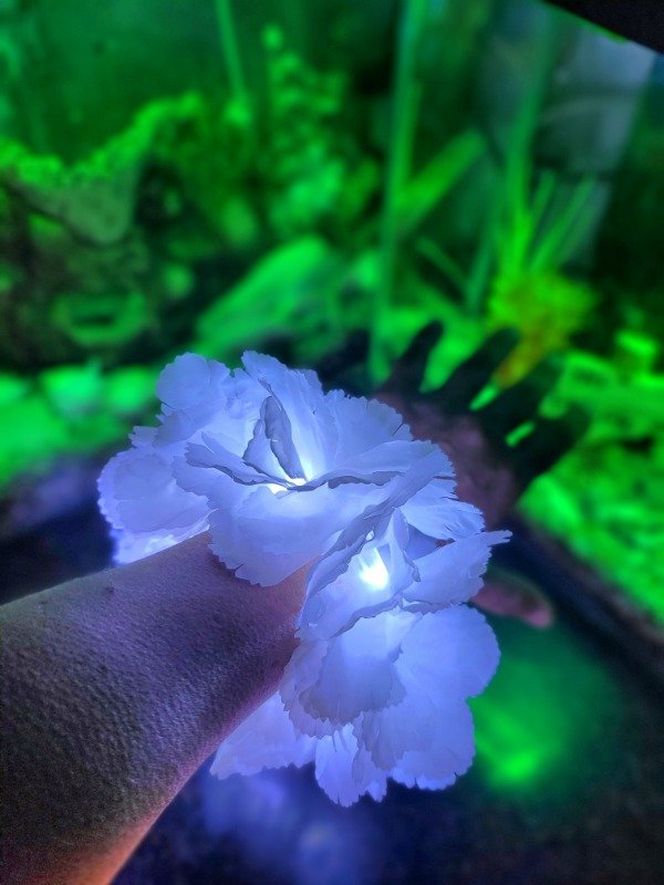 Producto - Pulseras HAWAIANAS Led x 10