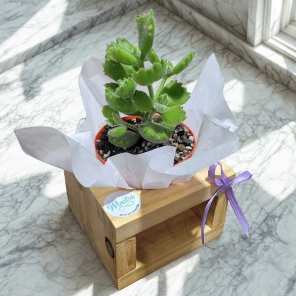 Producto - Suculenta presentación regalo