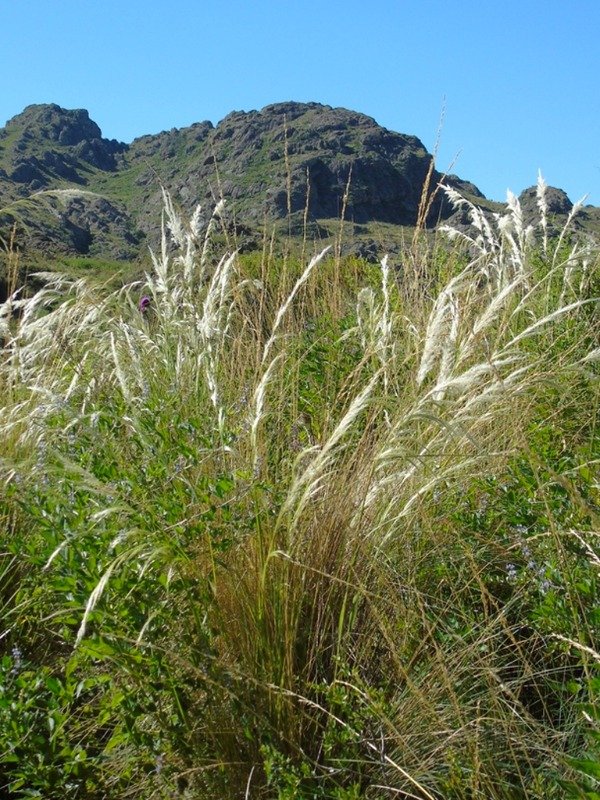 Producto - PAJA BLANCA  (Jarava pseudoichu)
