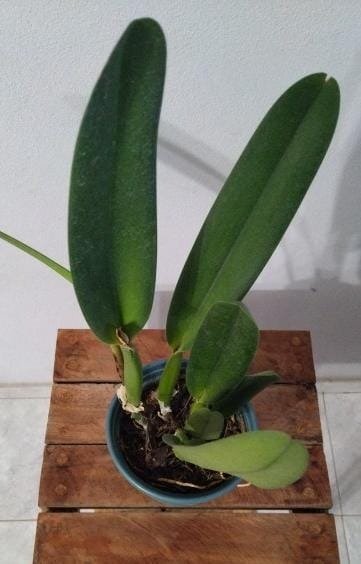 Producto - Laelia Purpurata Semi Alba "Genesio" - 3