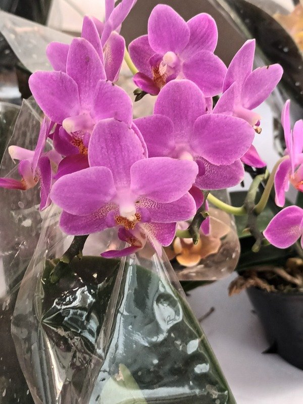Producto - Phalaenopsis Orquídea - 0
