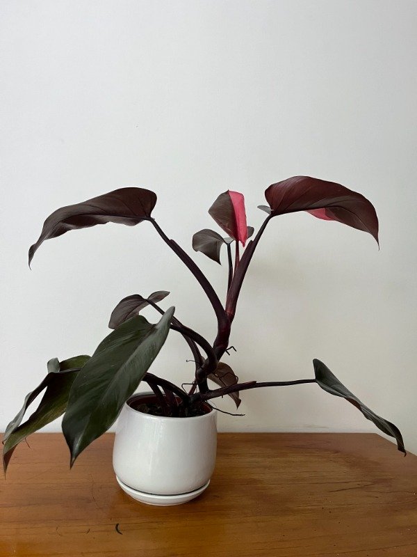 Producto - Filodendro Pink Princess