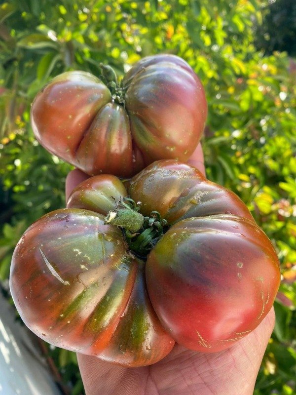 Producto - SEMILLAS DE TOMATE J. B. COOPER HEIRLOOM
