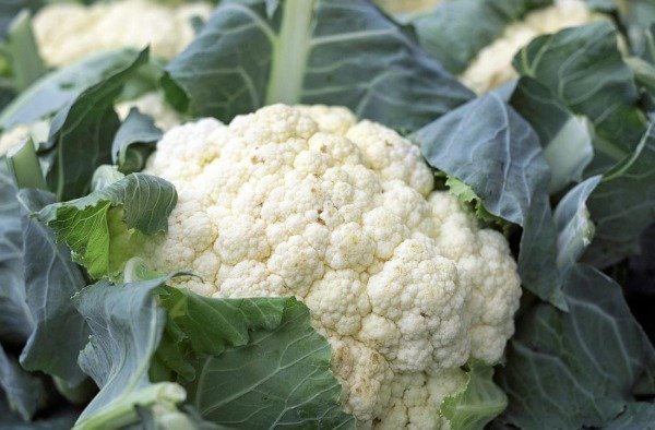 Producto - Semillas agroecologicas de coliflor
