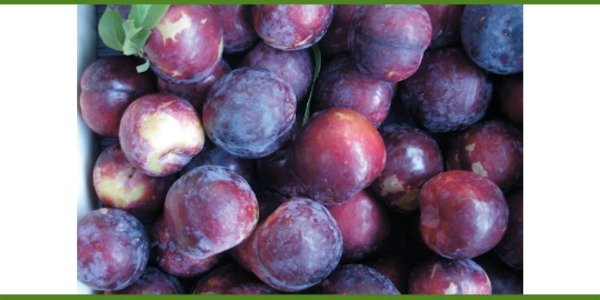 Producto - CIRUELAS ANGELENO ORGÁNICAS