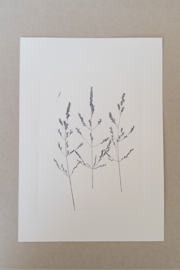 Producto - Láminas Botánicas (positivo)