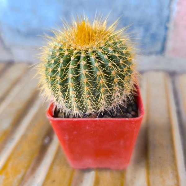 Producto - Parodia leninghausii M6