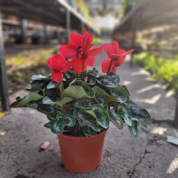 Producto - Cyclamen (Violeta de los alpes)