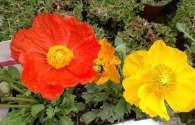 Producto - Amapola de Islandia