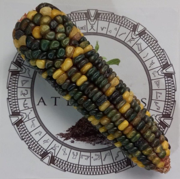 Producto - MAIZ VERDE DE OAXACA X AMARILLO