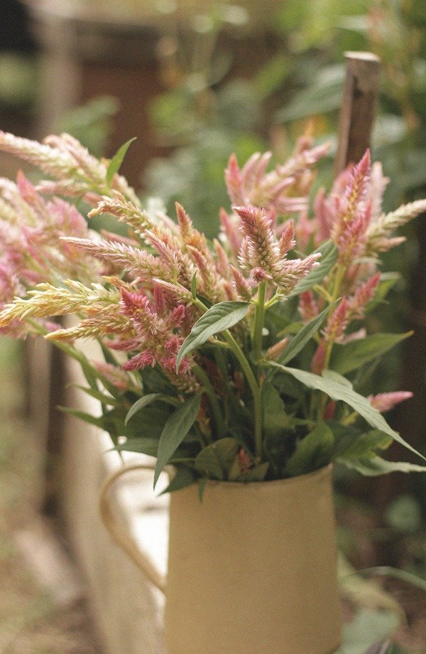 Producto - Celosia argentea "Antique Beauty" - 6