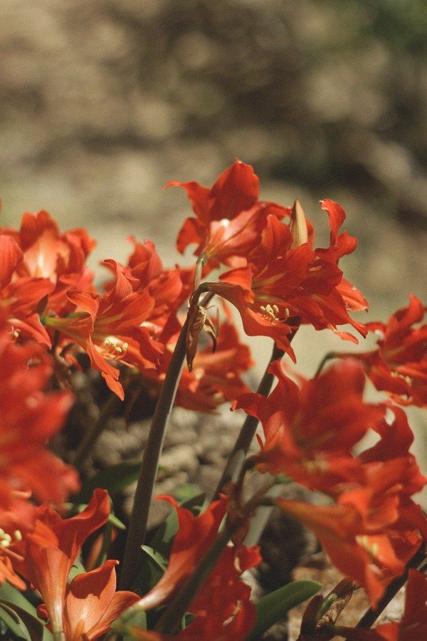 Producto - Hippeastrum petiolatum "Amarilis de Campo"