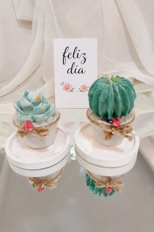 Producto - Combo cactus o suculenta