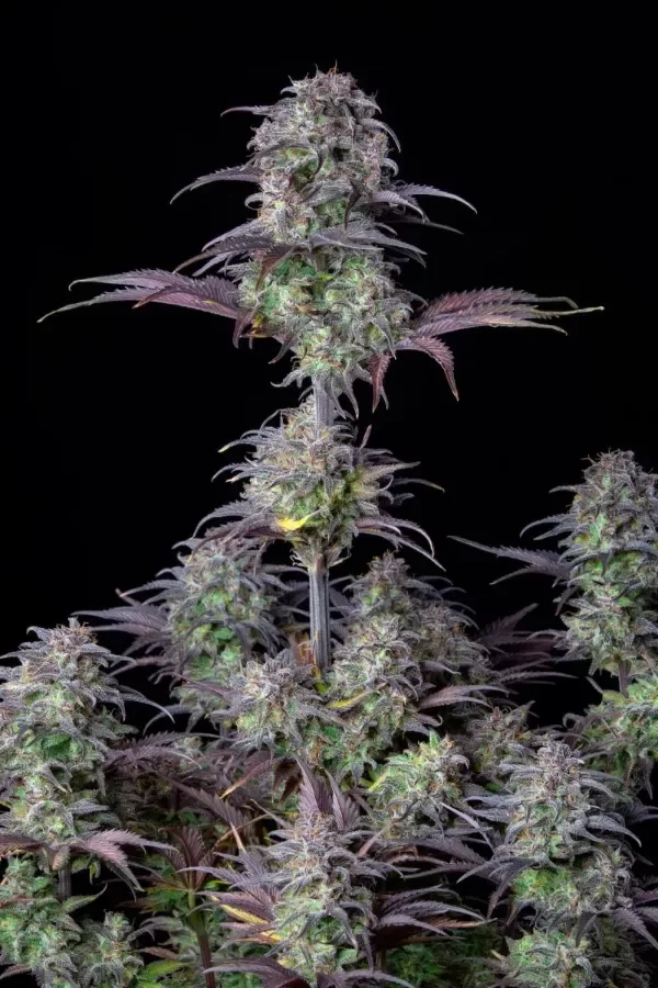 Producto - Blueberry Auto x4