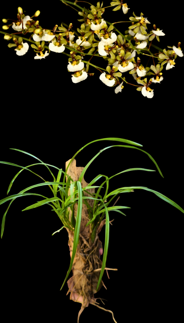 Producto - Gomesa Radicans