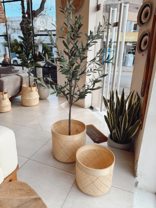 Producto - ARBOL OLIVO