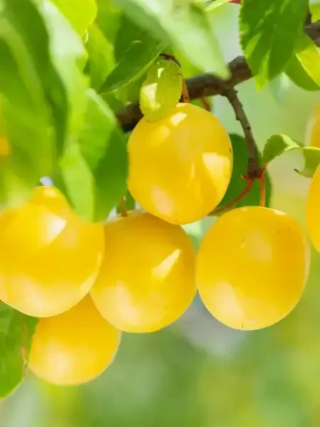 Producto - Planta de Ciruela cristal (amarilla)