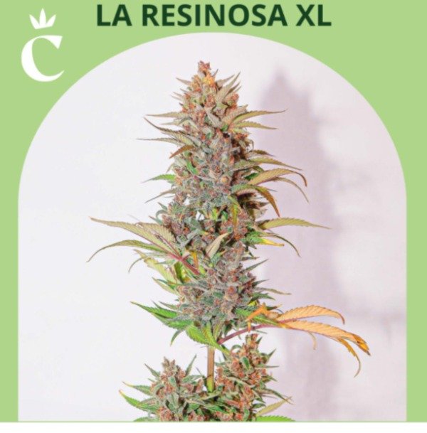 Producto - LA RESINOSA XL