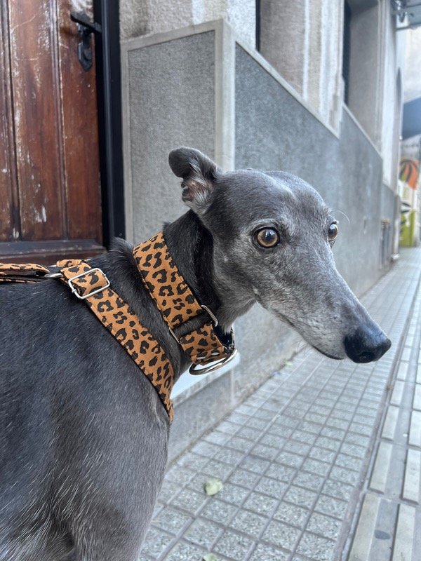 Producto - Collar animal print