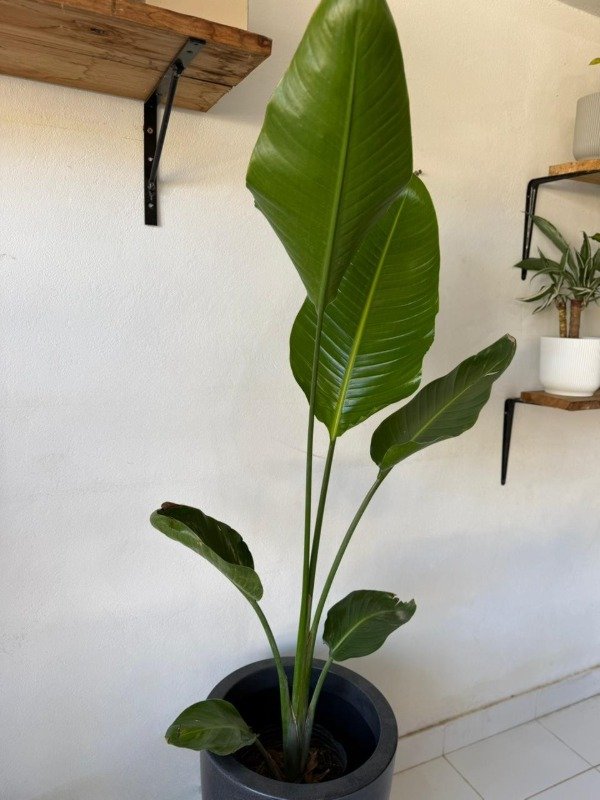Producto - Strelitzia Nicolai