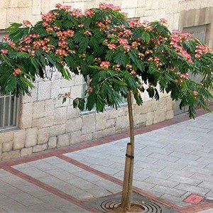 Producto - Albizzia julibrissin (Acacia de Constantinopla)