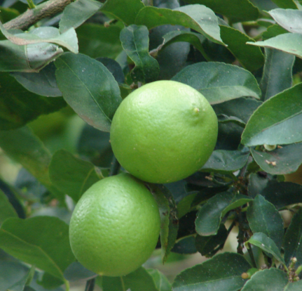 Producto - Limón Caipirinha