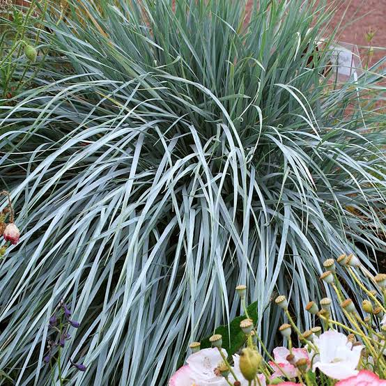 Producto - Elymus magellanicus 1,5 L - 0