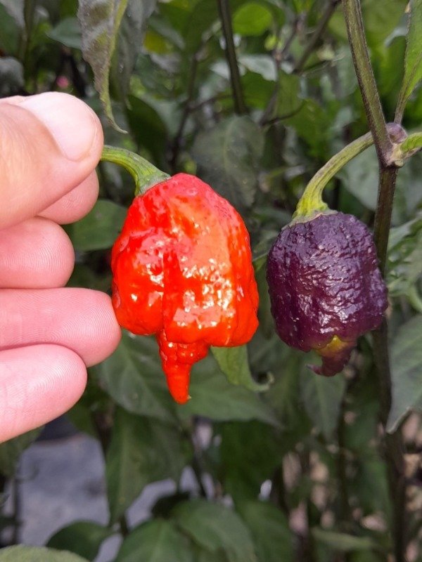 Producto - 10 Semillas de Ají Carolina Reaper Purple - 1