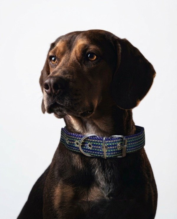 Producto - Collar Para Perros Termofusionados 60 Cm Largo 3 Cm Ancho - 0
