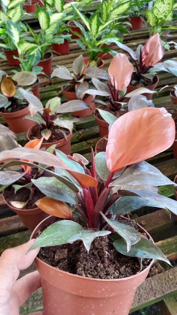 Producto - Philodendro Sunlight