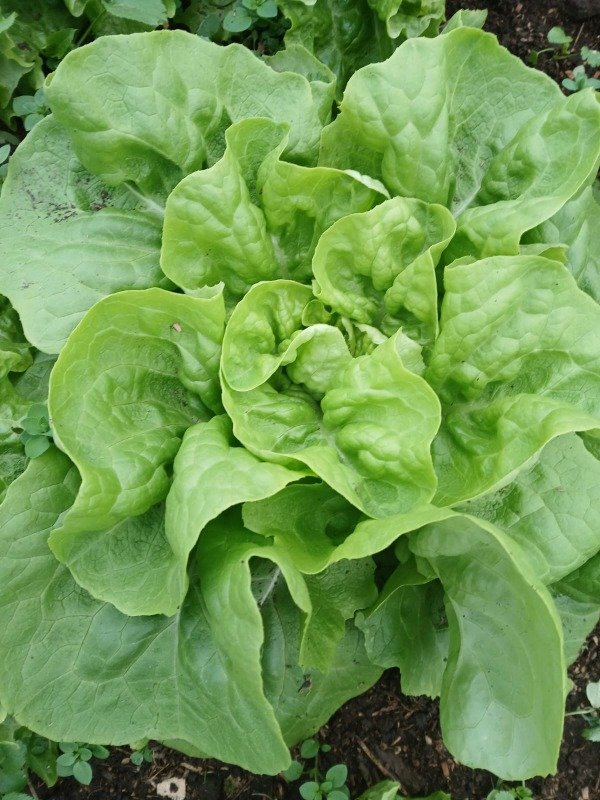 Producto - Lechuga Criolla